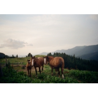 Polonyna (from ukr. Meadow)