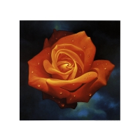 Orange Rose